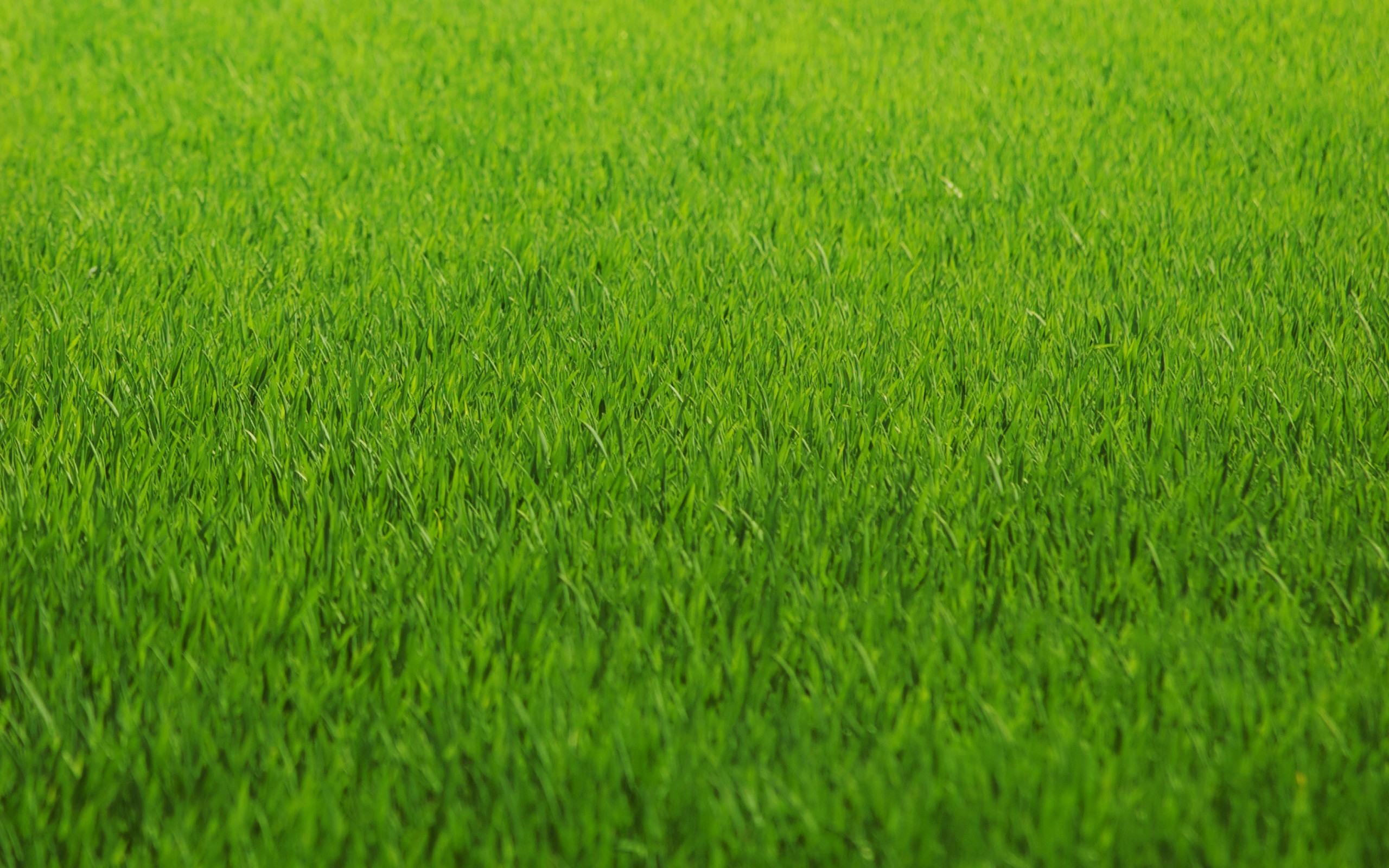 green-nature-grass-fields-lawn-HD-Wallpapers - Ramblings Of An Asparagus